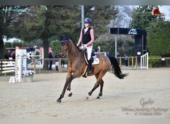 Schweizer Warmblut, Wallach, 10 Jahre, 168 cm, Brauner