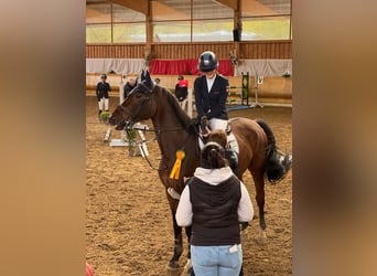 Schweizer Warmblut, Wallach, 10 Jahre, 168 cm, Brauner