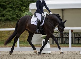 Schweizer Warmblut, Wallach, 10 Jahre, 168 cm, Dunkelbrauner