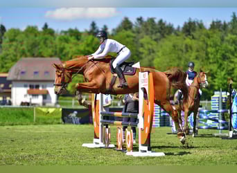 Schweizer Warmblut, Wallach, 10 Jahre, 185 cm, Fuchs