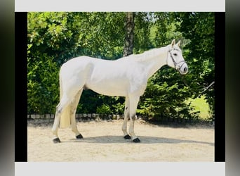 Schweizer Warmblut, Wallach, 11 Jahre, 170 cm, Schimmel