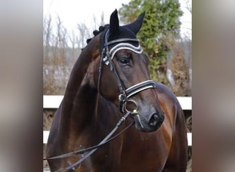 Schweizer Warmblut, Wallach, 11 Jahre, 178 cm, Brauner