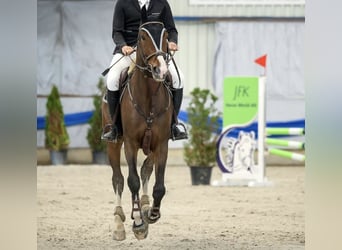 Schweizer Warmblut, Wallach, 11 Jahre, 180 cm, Brauner