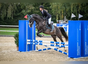 Schweizer Warmblut, Wallach, 12 Jahre, 160 cm, Dunkelbrauner