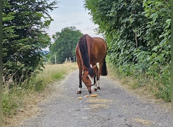 Schweizer Warmblut, Wallach, 12 Jahre, 167 cm, Rotbrauner