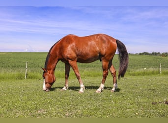 Schweizer Warmblut, Wallach, 12 Jahre, 167 cm, Rotbrauner