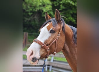 Schweizer Warmblut, Wallach, 12 Jahre, 168 cm, Brauner