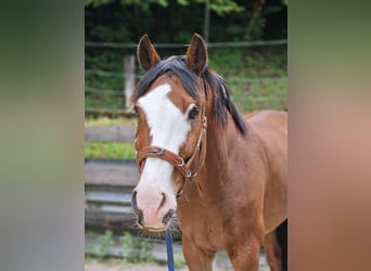 Schweizer Warmblut, Wallach, 12 Jahre, 168 cm, Brauner