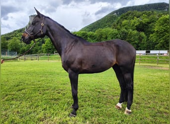 Schweizer Warmblut, Wallach, 12 Jahre, 168 cm, Dunkelbrauner