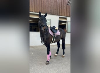 Schweizer Warmblut, Wallach, 12 Jahre, 168 cm, Dunkelbrauner