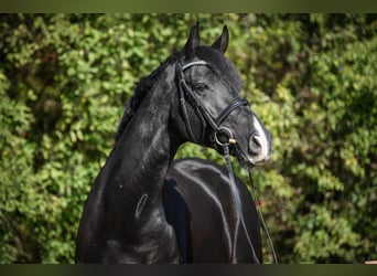 Schweizer Warmblut, Wallach, 12 Jahre, 178 cm, Dunkelbrauner