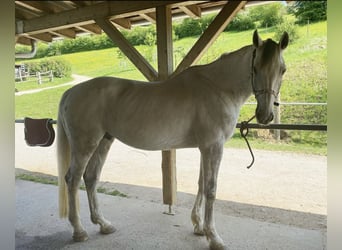 Schweizer Warmblut, Wallach, 12 Jahre, 180 cm, Apfelschimmel