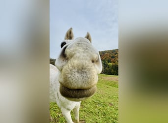 Schweizer Warmblut, Wallach, 13 Jahre, 165 cm, Schimmel