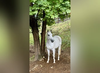 Schweizer Warmblut, Wallach, 13 Jahre, 165 cm, Schimmel