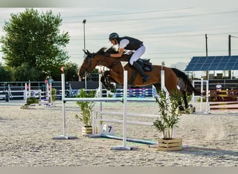 Schweizer Warmblut, Wallach, 14 Jahre, 170 cm, Brauner