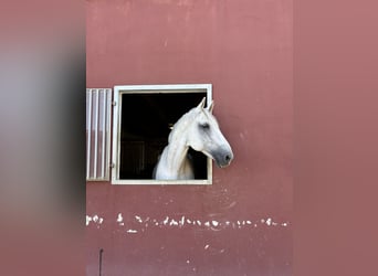 Schweizer Warmblut, Wallach, 14 Jahre, 177 cm, Blauschimmel