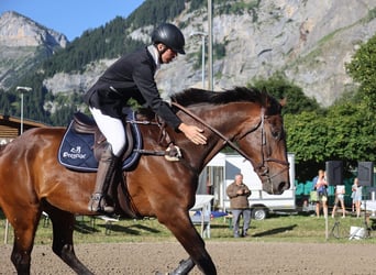 Schweizer Warmblut, Wallach, 14 Jahre, 184 cm, Dunkelbrauner