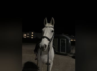 Schweizer Warmblut, Wallach, 15 Jahre, 160 cm, Schimmel