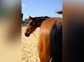 Schweizer Warmblut, Wallach, 15 Jahre, 165 cm, Brauner