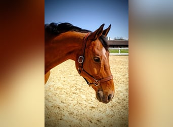 Schweizer Warmblut, Wallach, 15 Jahre, 165 cm, Brauner