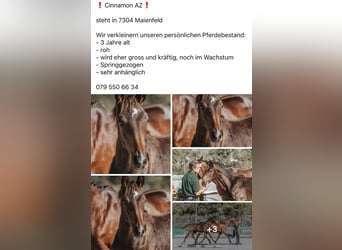 Schweizer Warmblut, Wallach, 2 Jahre, 162 cm, Dunkelbrauner