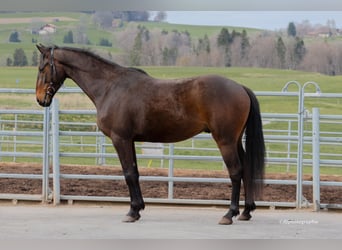 Schweizer Warmblut, Wallach, 3 Jahre, 160 cm, Brauner