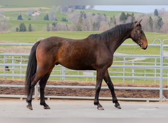 Schweizer Warmblut, Wallach, 3 Jahre, 160 cm, Brauner