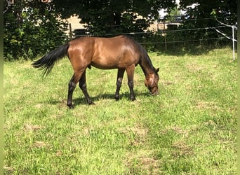 Schweizer Warmblut, Wallach, 3 Jahre, 170 cm, Brauner