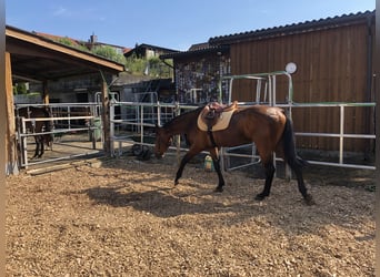 Schweizer Warmblut, Wallach, 3 Jahre, 170 cm, Brauner