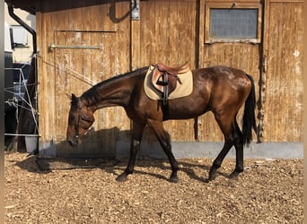 Schweizer Warmblut, Wallach, 3 Jahre, 170 cm, Brauner