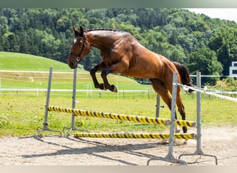 Schweizer Warmblut, Wallach, 3 Jahre, 170 cm, Brauner