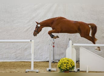 Schweizer Warmblut, Wallach, 3 Jahre, 170 cm, Fuchs