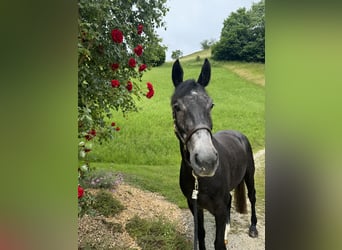 Schweizer Warmblut, Wallach, 4 Jahre, 165 cm, Schimmel