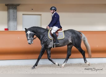 Schweizer Warmblut, Wallach, 4 Jahre, 165 cm, Schimmel