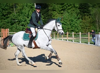 Schweizer Warmblut, Wallach, 4 Jahre, 166 cm, Schimmel