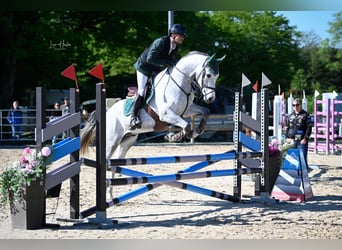 Schweizer Warmblut, Wallach, 4 Jahre, 166 cm, Schimmel