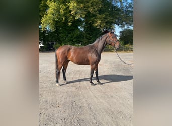 Schweizer Warmblut, Wallach, 4 Jahre, 169 cm, Brauner