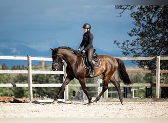 Schweizer Warmblut, Wallach, 4 Jahre, 169 cm, Dunkelbrauner