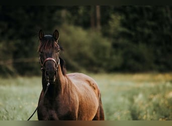 Schweizer Warmblut, Wallach, 4 Jahre, 169 cm, Dunkelbrauner