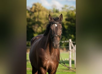 Schweizer Warmblut, Wallach, 4 Jahre, 171 cm, Dunkelbrauner