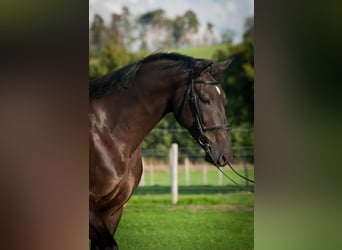 Schweizer Warmblut, Wallach, 4 Jahre, 171 cm, Dunkelbrauner