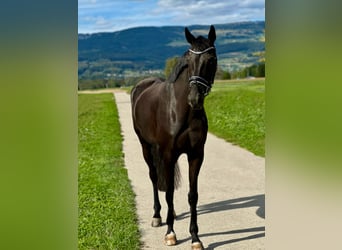 Schweizer Warmblut, Wallach, 4 Jahre, 173 cm, Rappe