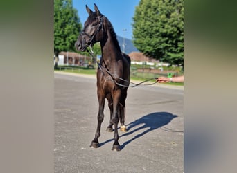 Schweizer Warmblut, Wallach, 4 Jahre, 180 cm, Rappe