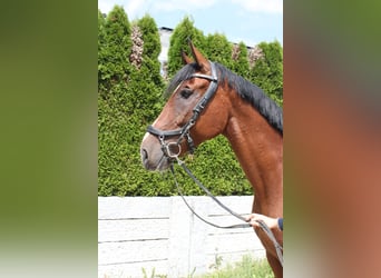 Schweizer Warmblut, Wallach, 5 Jahre, 162 cm, Brauner