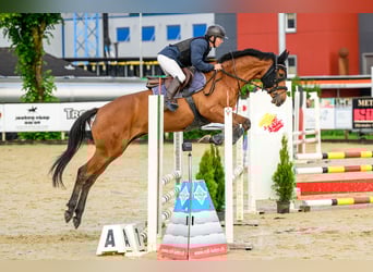 Schweizer Warmblut, Wallach, 5 Jahre, 164 cm, Brauner