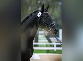 Schweizer Warmblut, Wallach, 5 Jahre, 164 cm, Dunkelbrauner