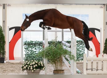 Schweizer Warmblut, Wallach, 5 Jahre, 165 cm, Dunkelbrauner