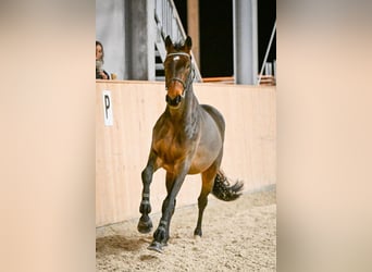 Schweizer Warmblut, Wallach, 5 Jahre, 165 cm, Dunkelbrauner