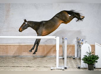 Schweizer Warmblut, Wallach, 5 Jahre, 165 cm, Dunkelbrauner