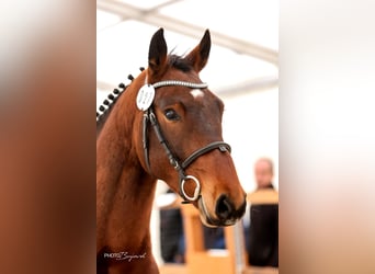 Schweizer Warmblut, Wallach, 5 Jahre, 165 cm, Dunkelbrauner
